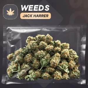 Jack_Herer